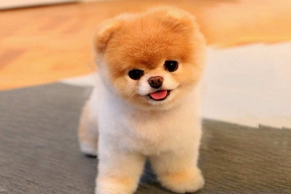 Mơ thấy con chó là điềm lành hay xui