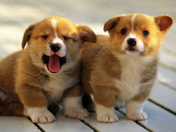 Mơ thấy con chó là điềm lành hay xui